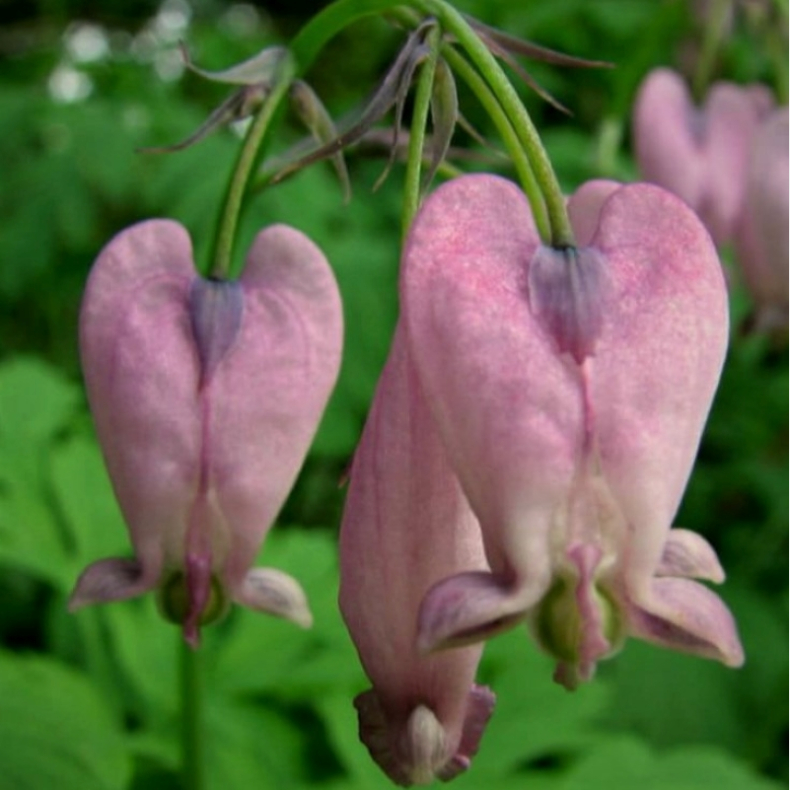 Dicentra formosa  - Sm�hjerte