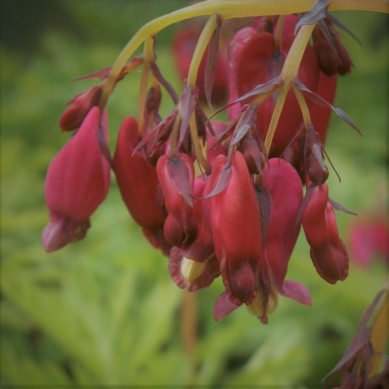 Dicentra formosa Paramount- Smhjerte