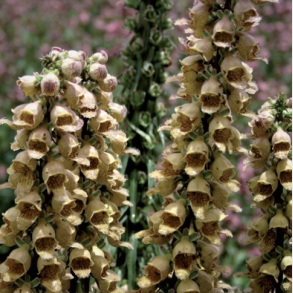 Digitalis ferruginea Gelber Herold - Staudefingerb�l