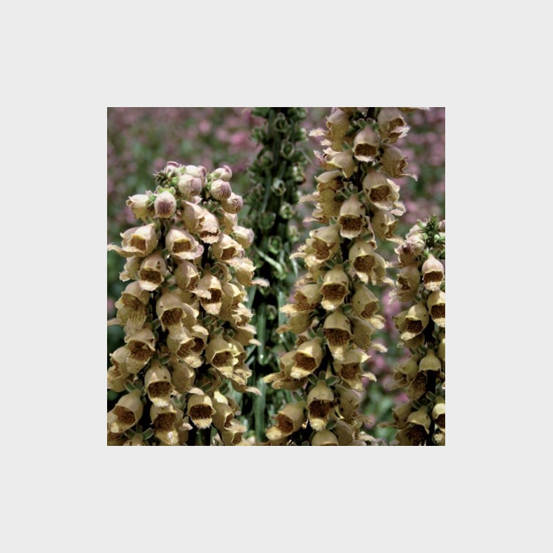 Digitalis ferruginea Gelber Herold - Staudefingerb�l