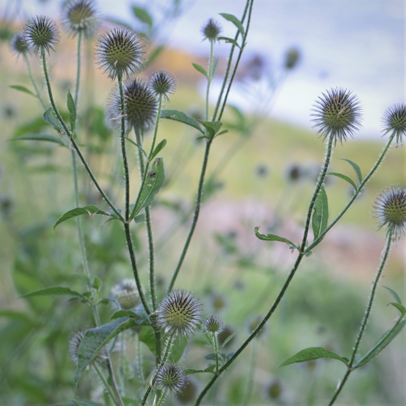 Dipsacus strigosus - Pindsvin-kartebolle