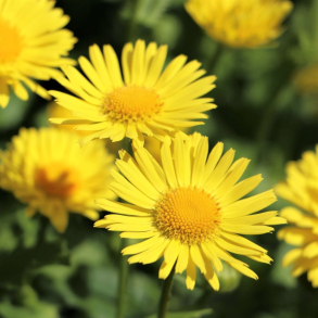 Doronicum Little Leo - Gemserod