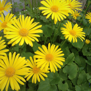 Doronicum orientale Magnificum - Gemserod