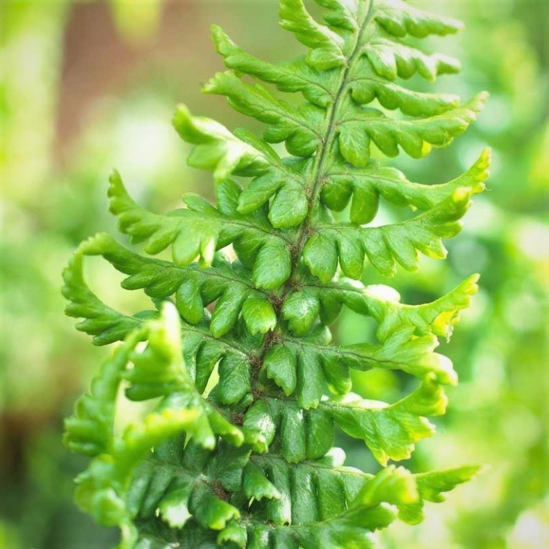 Dryopteris affinis Crispa - Guldsklbregne
