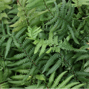 Dryopteris affinis - Guldsk�lbregne