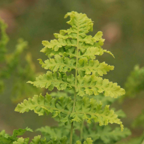 Dryopteris austriaca Crispa Whiteside - Bregne