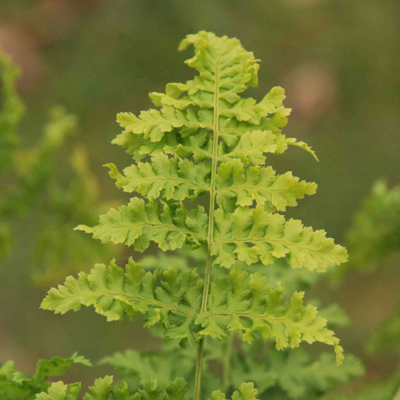 Dryopteris austriaca Crispa Whiteside - Bregne