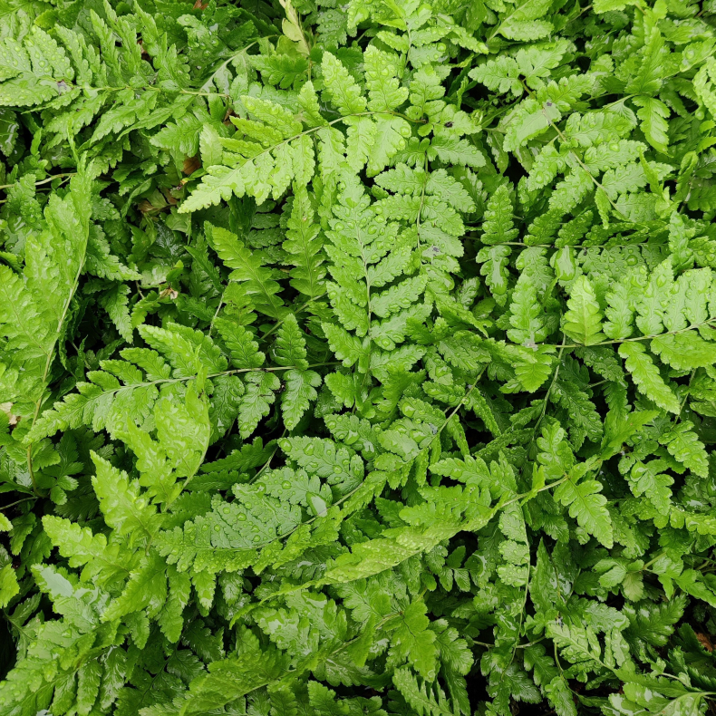 Dryopteris cristata - Butfinnet Mangel�v