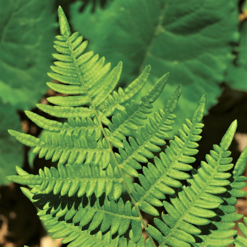 Dryopteris marginalis - Marginmangel�v