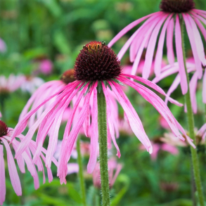 Echinacea pallida - Purpursolhat