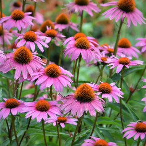 Echinacea purpurea Magnus - Purpursolhat
