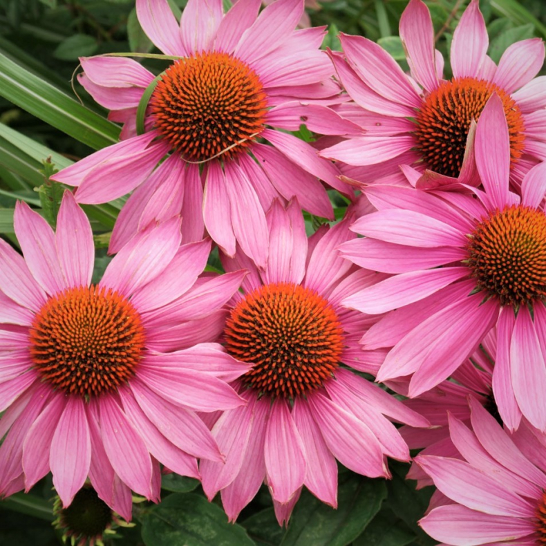 Echinacea purpurea - Purpursolhat