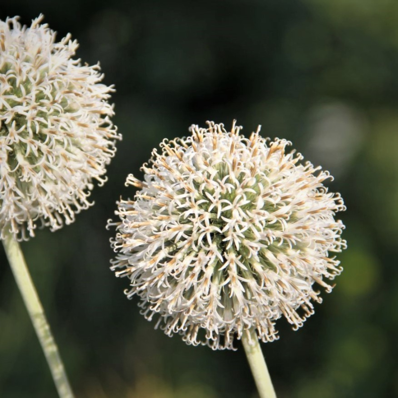 Echinops ritro Arctic Glow - Kugletidsel 2L