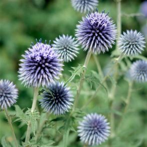 Echinops ritro - Tidselkugle