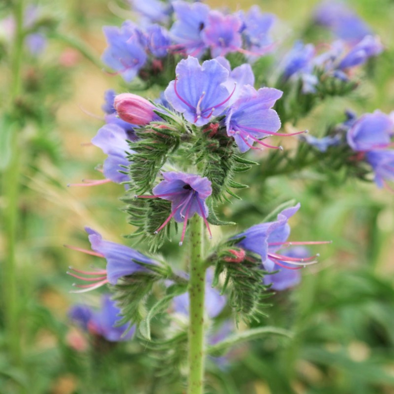 Echium vulgare - Almindelig slangehoved