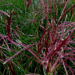 Miscanthus sinensis Ferner Osten -Elefantgr�s