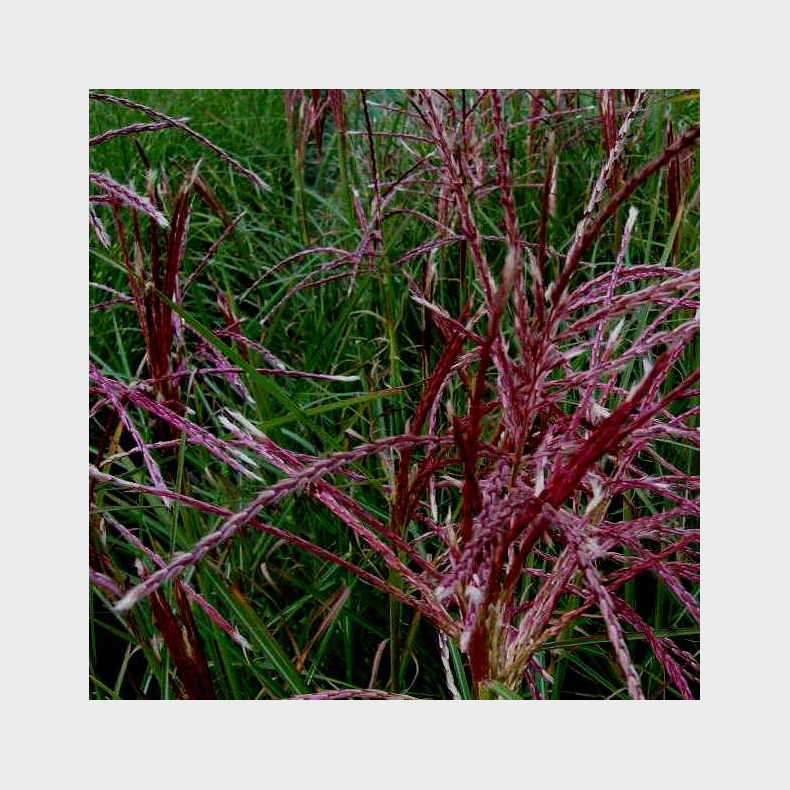 Miscanthus sinensis Ferner Osten -Elefantgr�s