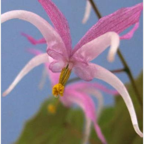Epimedium leptorrhizum - Bispehue