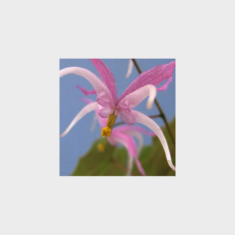 Epimedium leptorrhizum - Bispehue