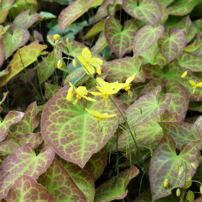 Epimedium versicolor Sulphureum - Bispehue