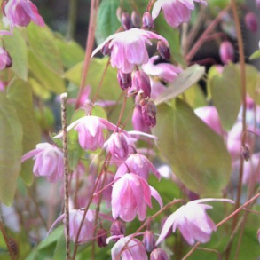 Epimedium youngianum Roseum - Bispehue