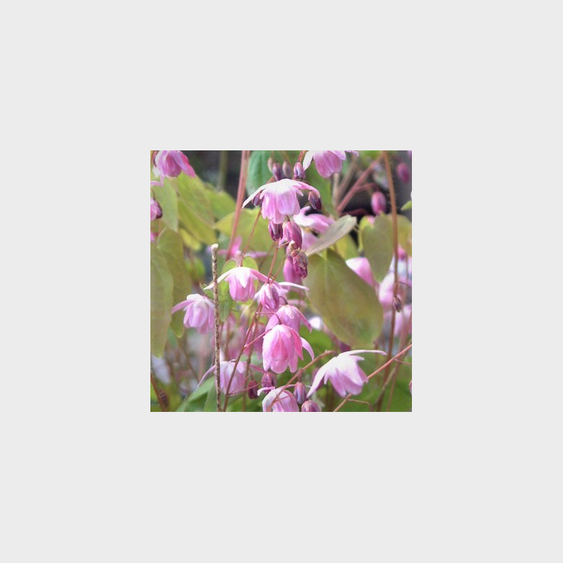 Epimedium youngianum Roseum - Bispehue