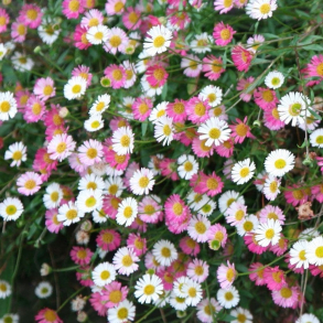 Erigeron karvinskianus - Mexikansk bakkestjerne