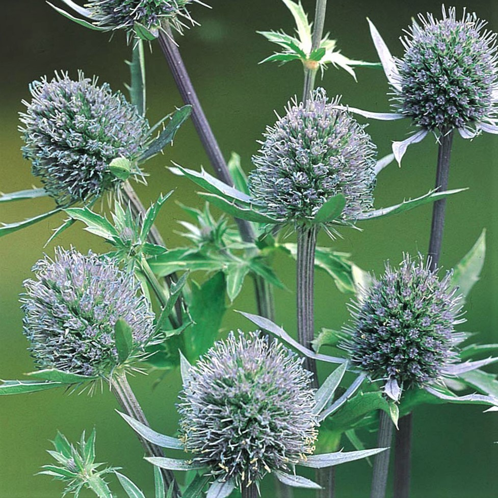 Russisk Mandstro | Eryngium Planum | Staudemarken | køb her