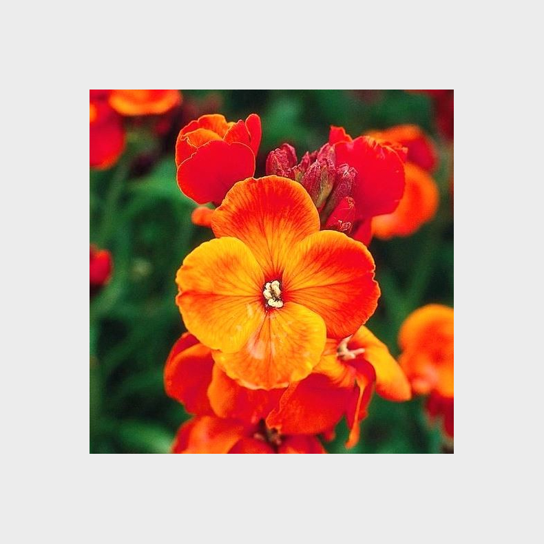 Erysimum cheiri Fire King - Gyldenlak