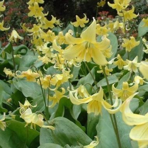 Erythronium 'Pagoda' - Hundetand 3 l�g str. 12/+ ikke i potte