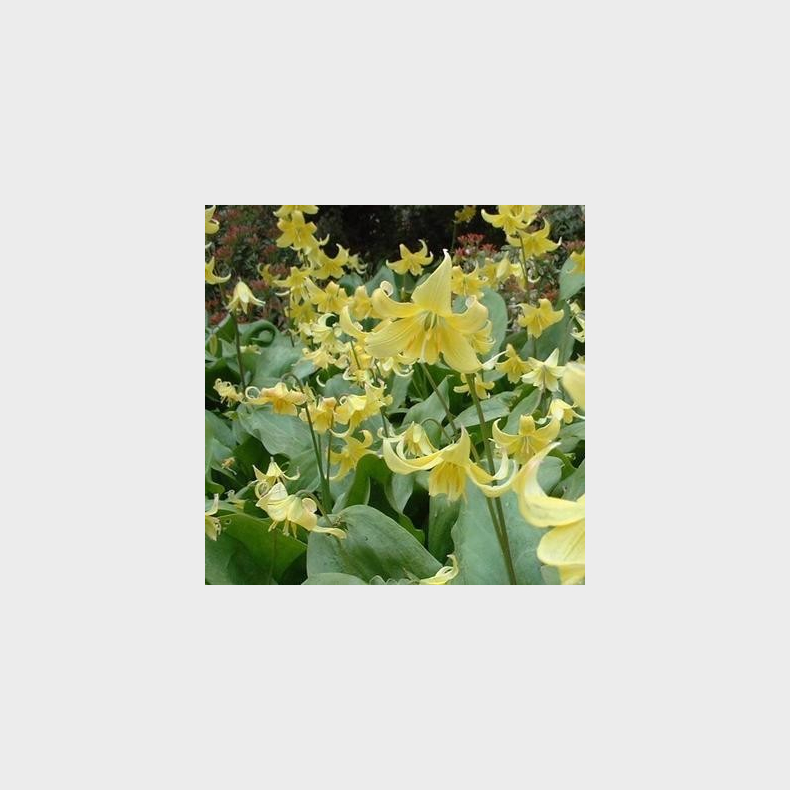 Erythronium 'Pagoda' - Hundetand 3 l�g str. 12/+ ikke i potte