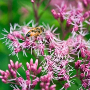 Eupatorium maculatum Phantom - Hjortetr�st 1L