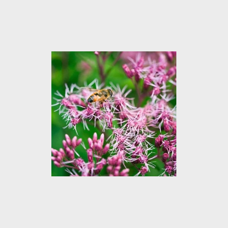 Eupatorium maculatum Phantom - Hjortetrst 2L