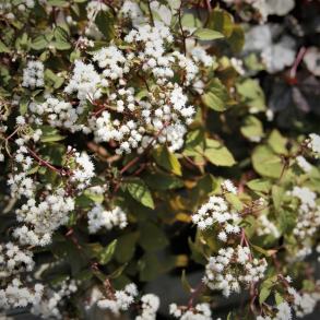 Eupatorium rugosum Chocolate - Hjortetr�st