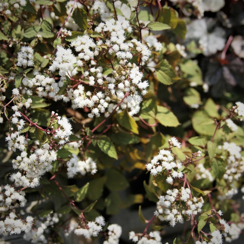 Eupatorium rugosum Chocolate - Hjortetrst