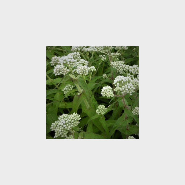 Eupatorium rugosum Snowball - Hjortetrst 2L