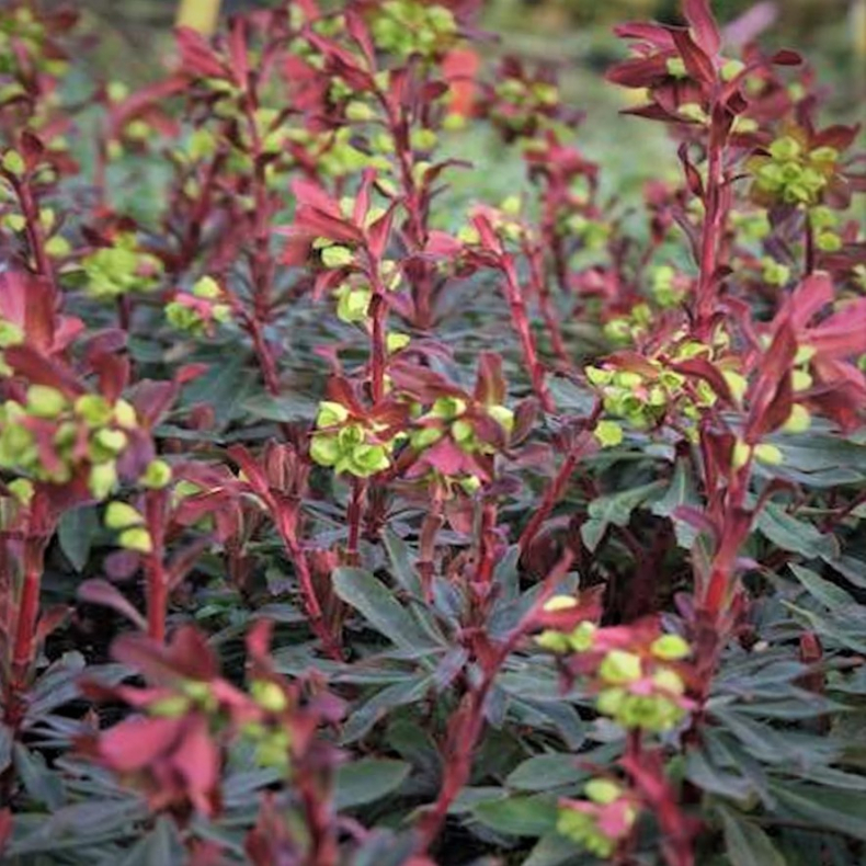 Euphorbia amygdaloides Purpurea - Lundvortemlk