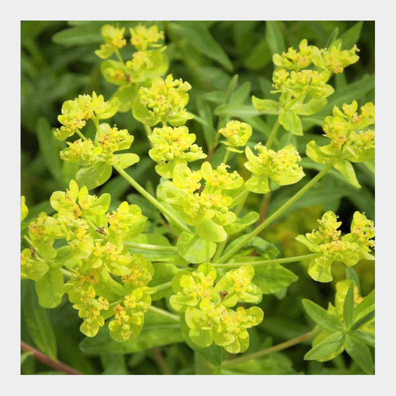 Euphorbia palustris Teichlaterne - Strand Vortemlk