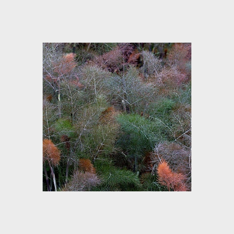 Foeniculum vulgare Rubrum - Bronzefennikel
