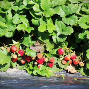 Fragaria hybrida Parfum Schweizerherz - Jordb�r