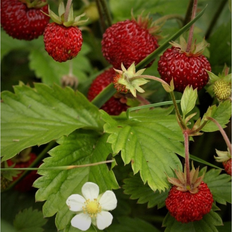 Fragaria vesca Alexandria - Immerb�r Skovjordb�r