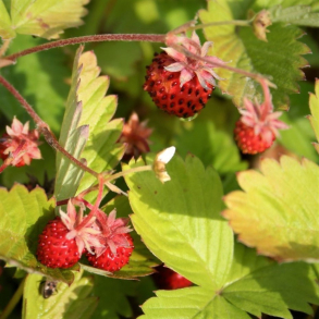 Fragaria vesca var. semp. Improved Rgen - Immerbr