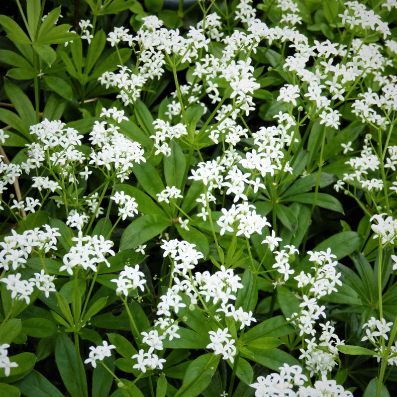 Galium odoratum - Skovmrke - Botanisk
