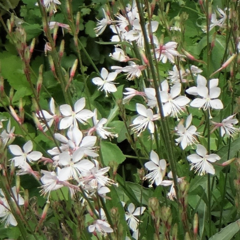 Gaura lindheimeri Summer Breeze - Pragtkrte