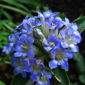 Gentiana dahurica - Ensian