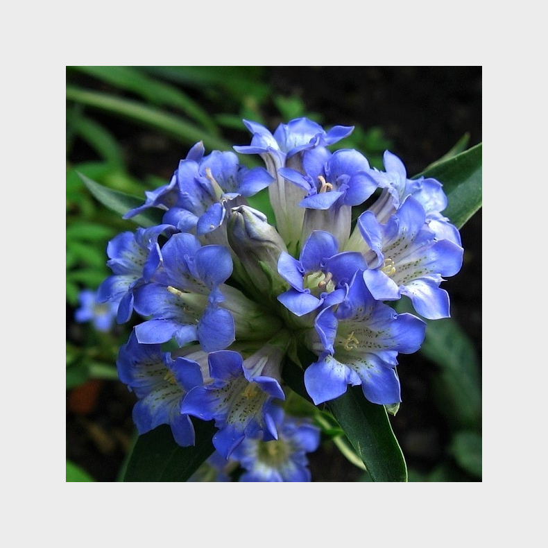 Gentiana dahurica - Ensian