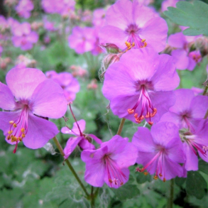 Geranium cantabrigiense Karmina - T�ppestorken�b