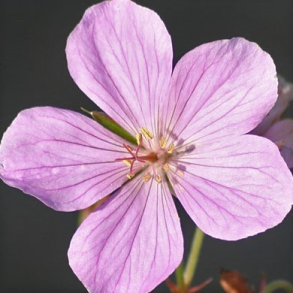 Geranium clarkei Kashmir Pink - Storken�b