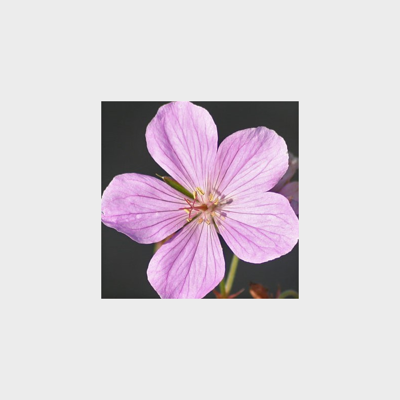 Geranium clarkei Kashmir Pink - Storken�b