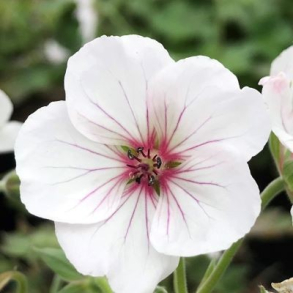 Geranium Coombland White  - Storken�b